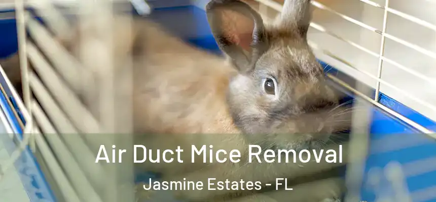  Air Duct Mice Removal Jasmine Estates - FL