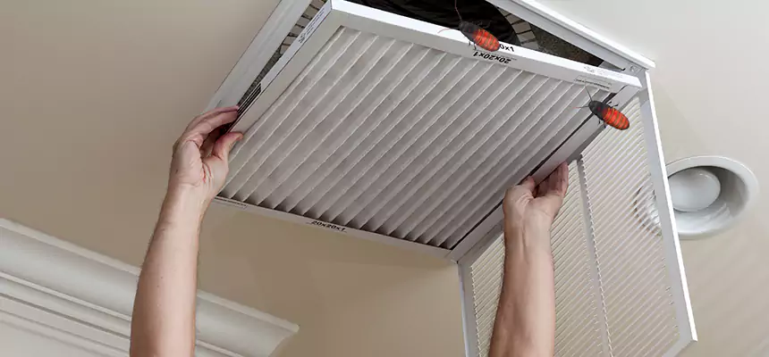 Our Insect Removal from Air Ducts Services in Jasmine Estates, FL
